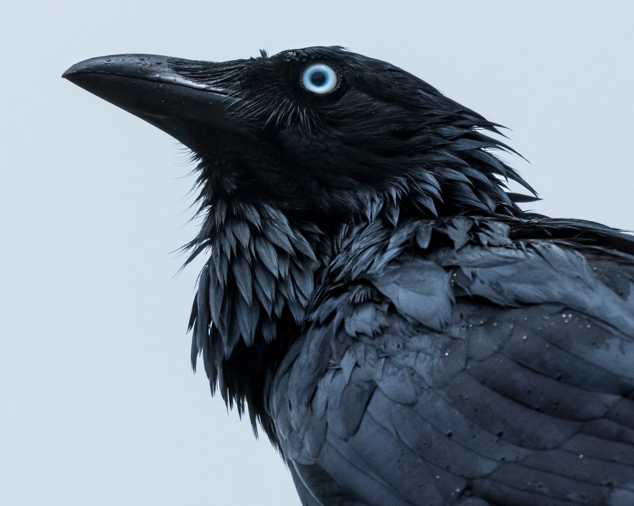 Crow spirit animal