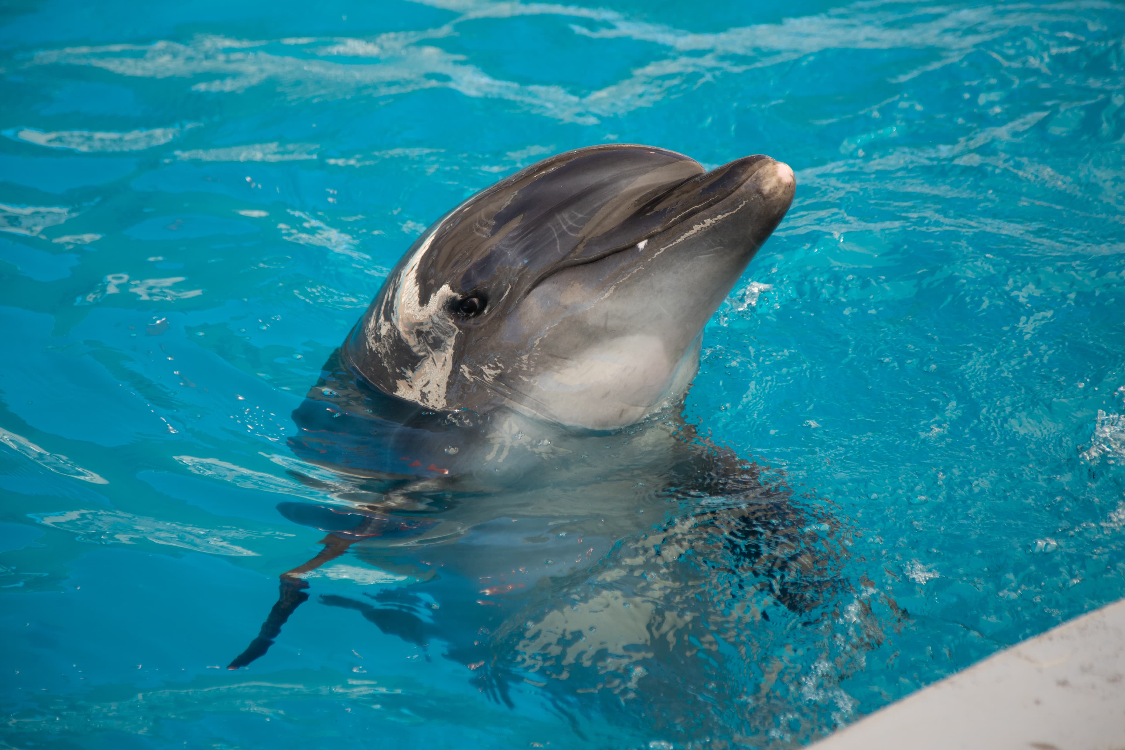 Dolphin spirit animal