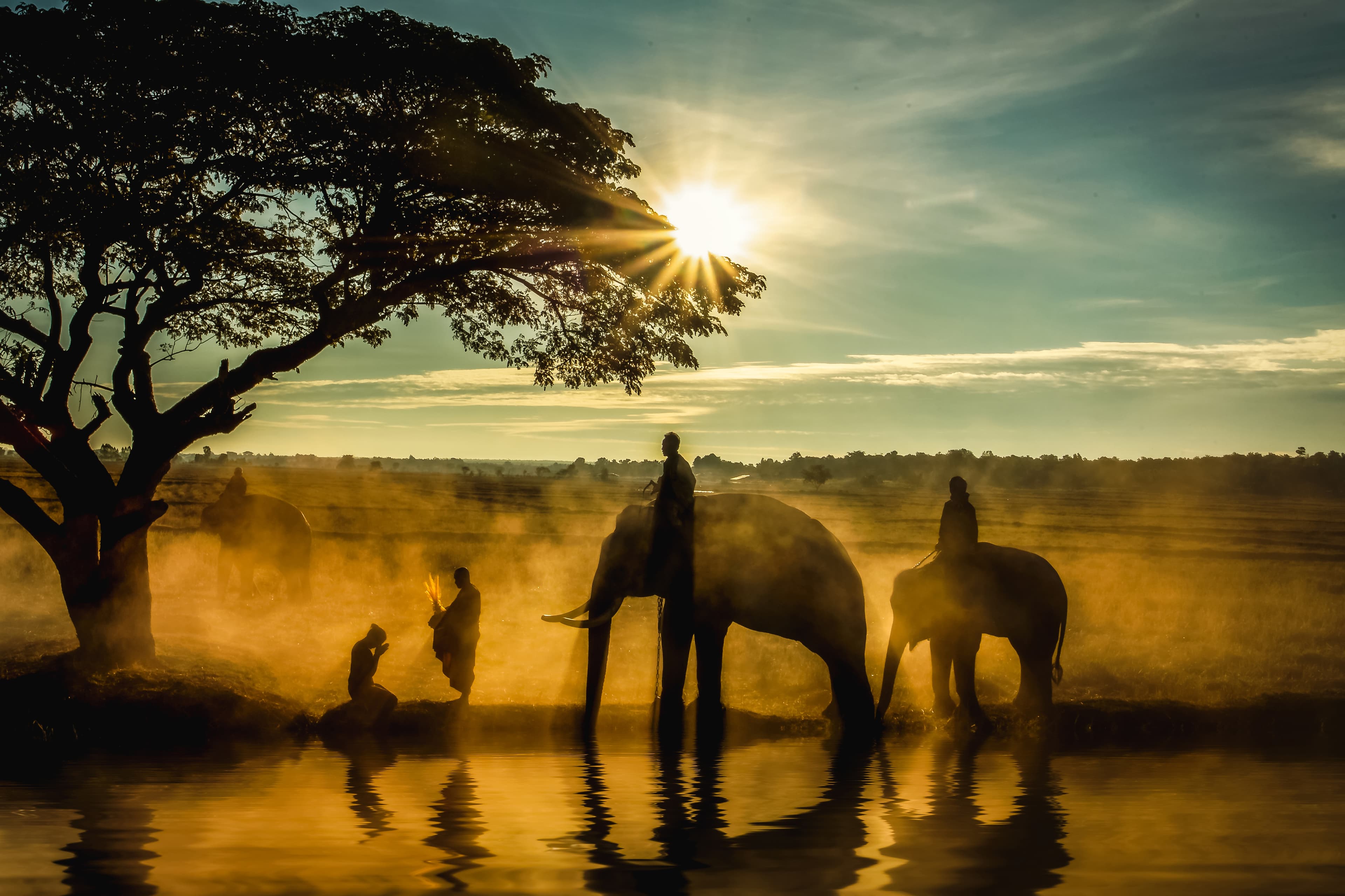 Elephant spirit animal