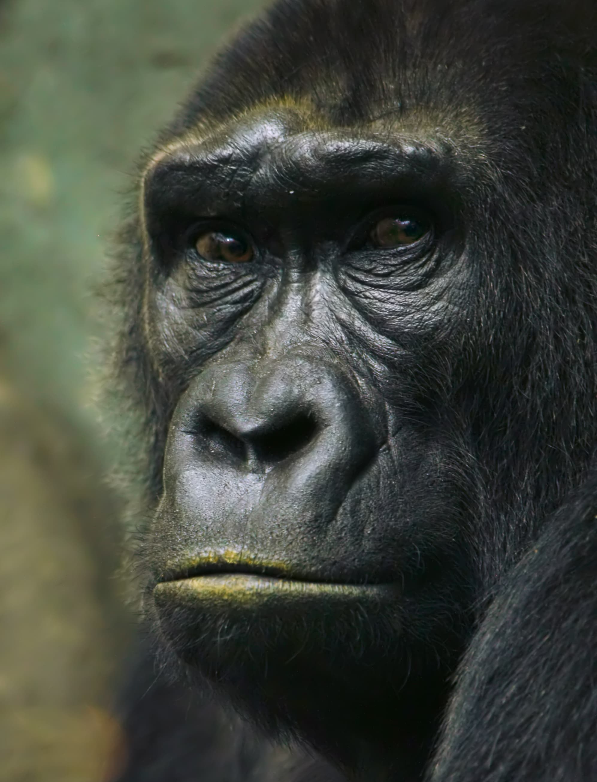 Gorilla spirit animal