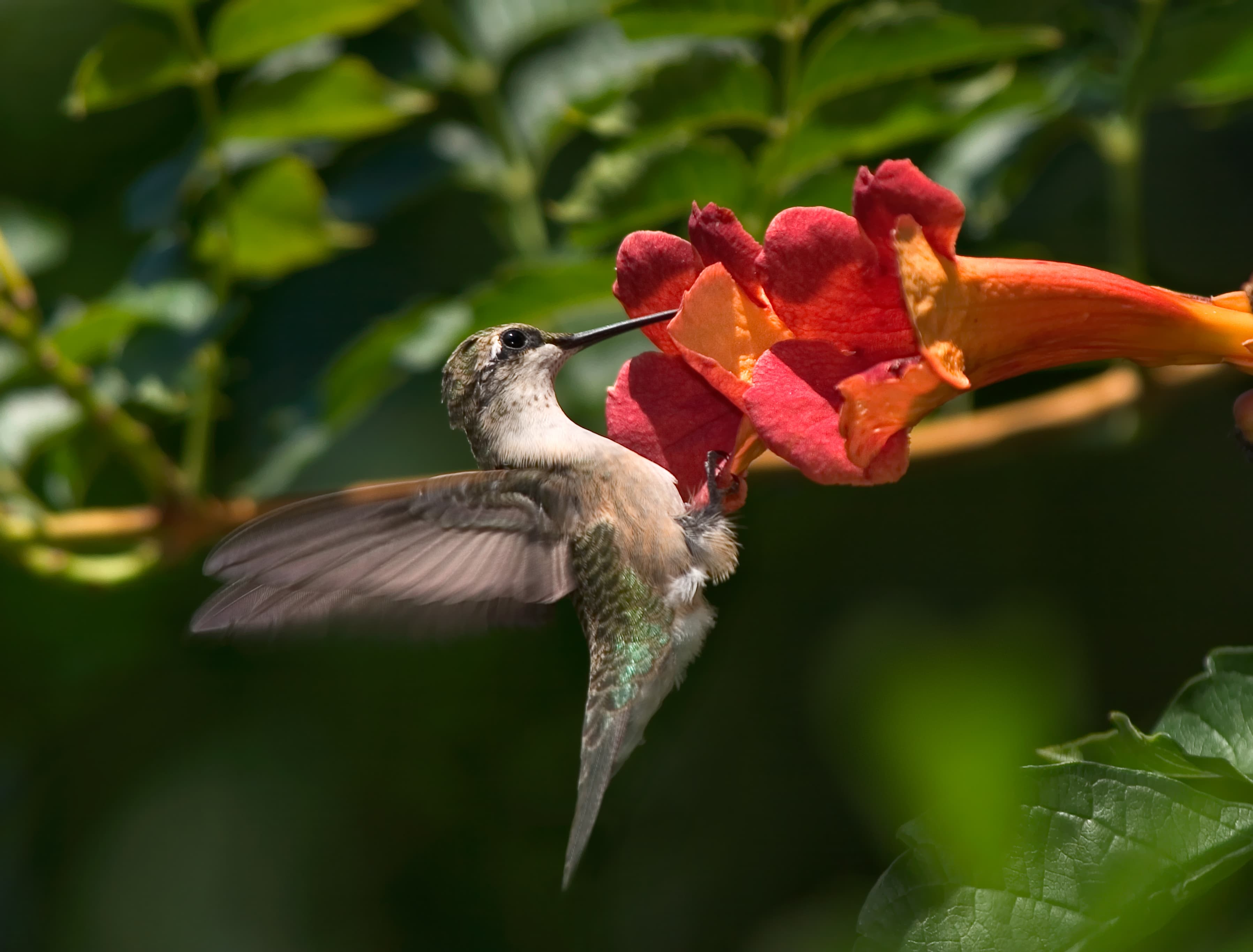 Hummingbird spirit animal
