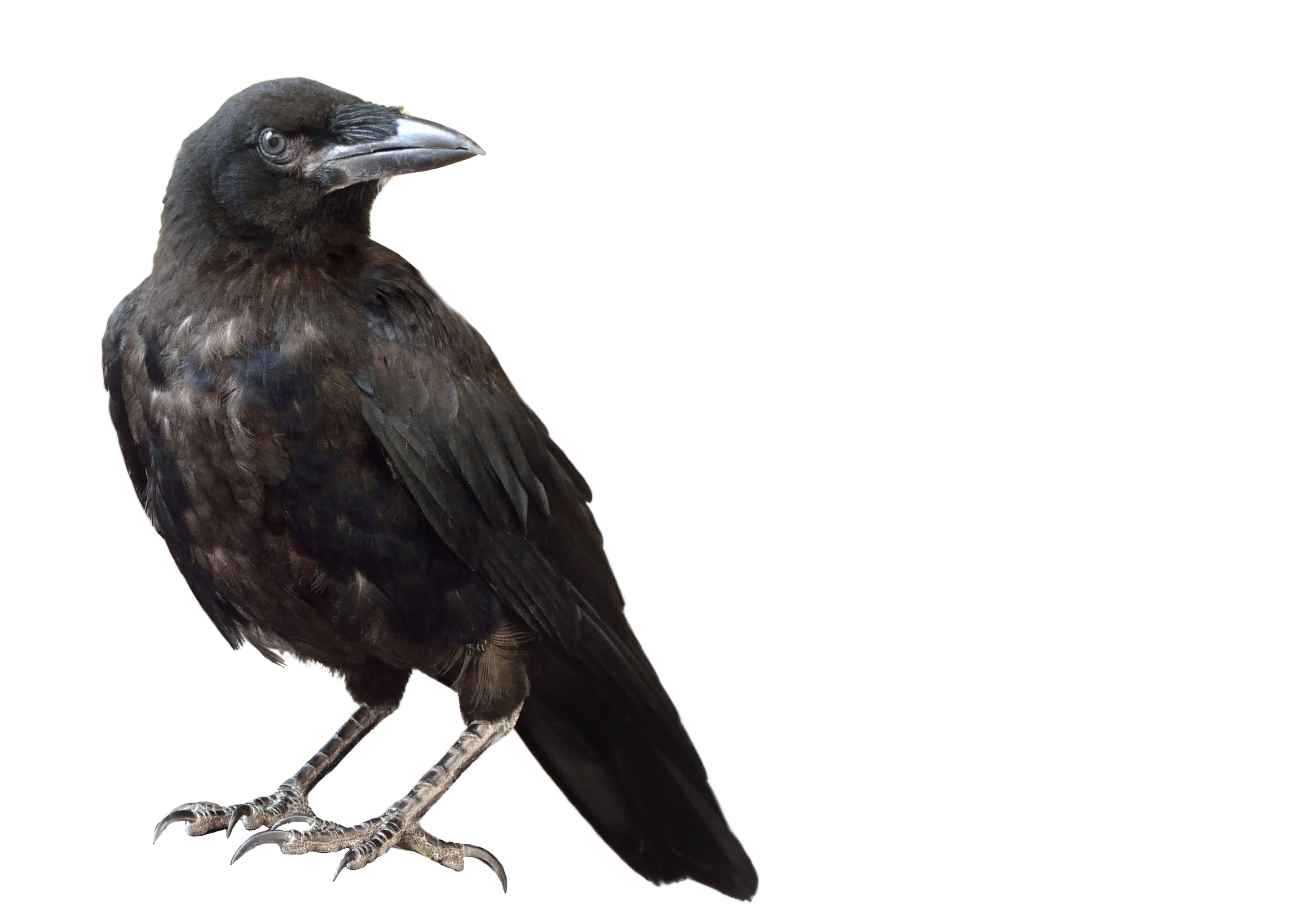 Raven spirit animal