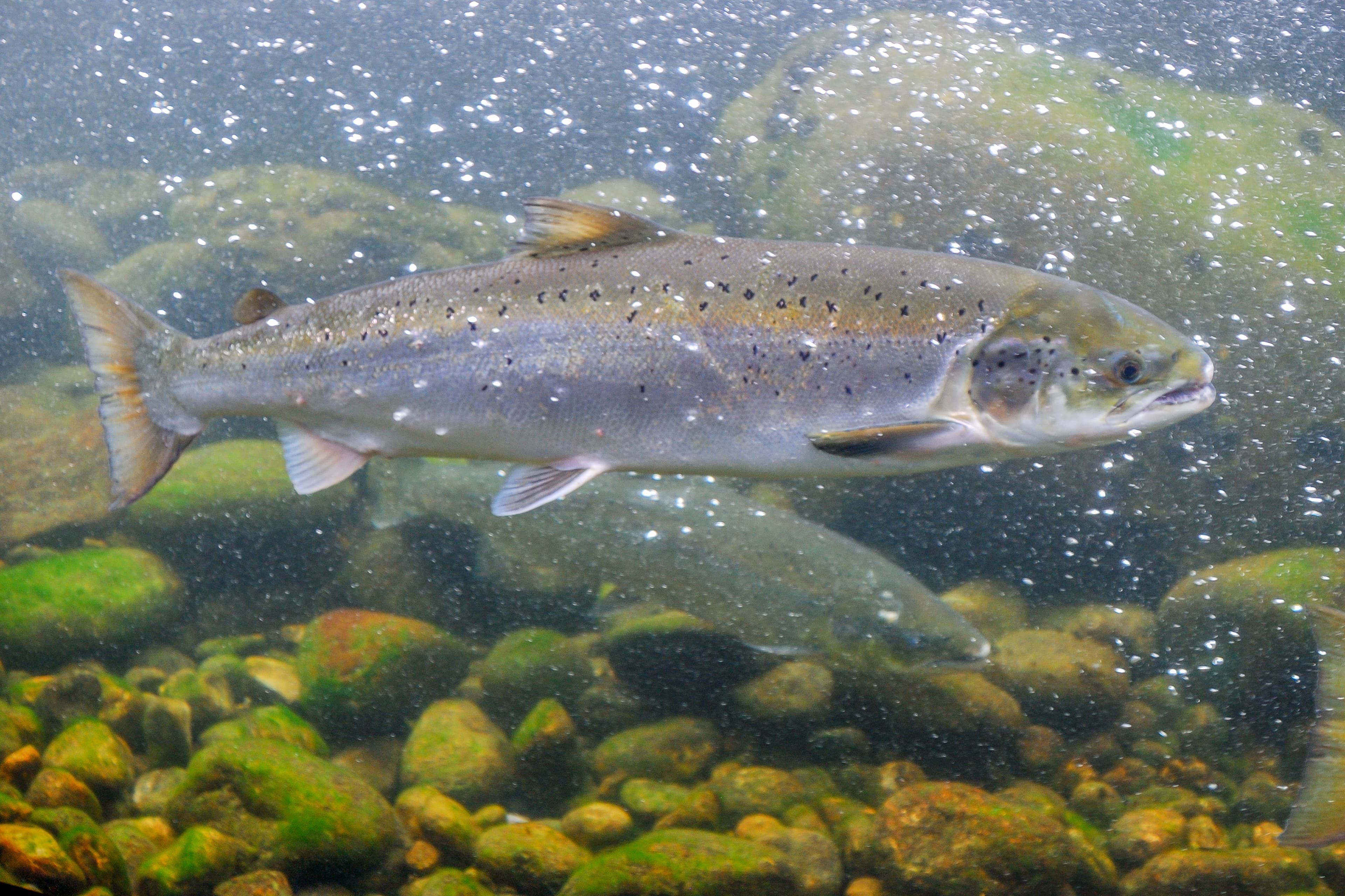 Salmon spirit animal